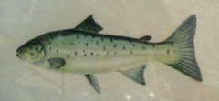 Fischlein
